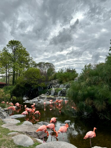 Fotografia zatytułowany „Flamencos” autorstwa Maria Lucrecia Serrat, Oryginalna praca, Fotografia cyfrowa