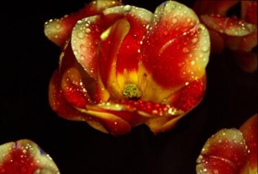 Photography titled "tulip.jpg" by Maria Mucharska, Original Artwork