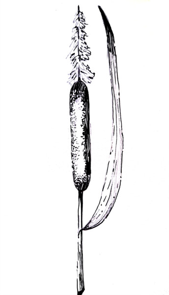 Painting titled "A twig of a reed pl…" by Maria Terskikh, Original Artwork, Gel pen