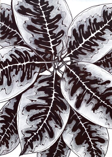 Drawing titled "FICUS BELIZE" by Maria Tuzhilkina, Original Artwork, Marker