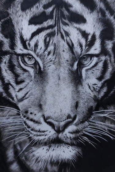 Pintura intitulada "Tiger, pencil art" por Mariia Vlasenko, Obras de arte originais, Lápis