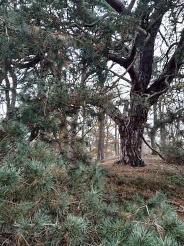 Photographie intitulée "Le vieux pins" par Maria Xavier Alves (XAM), Œuvre d'art originale, Photographie numérique