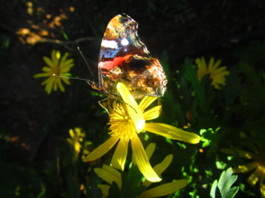 Φωτογραφία με τίτλο "Ballerina butterfly" από Athenslight, Αυθεντικά έργα τέχνης