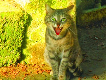 Photographie intitulée "Funny cat" par Athenslight, Œuvre d'art originale