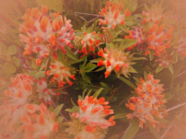 Digitale Kunst mit dem Titel "fiori di montagna i…" von Mariateresa Sala, Original-Kunstwerk, Digitale Fotografie