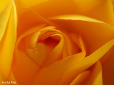 Photographie intitulée "Rose jaune" par Marie-Aude Balthéir, Œuvre d'art originale