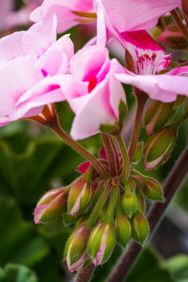 Fotografía titulada "Geranium du mois de…" por Marie Chistine Barnaud, Obra de arte original, Fotografía digital