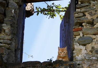 Photography titled "Le chat roux à sa f…" by Marie Dubois, Original Artwork, Non Manipulated Photography