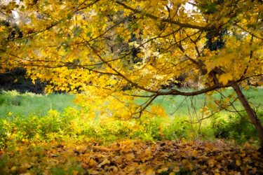 Fotografía titulada "UN AUTOMNE EN OR" por Marie Elisabeth Soler, Obra de arte original, Fotografía digital