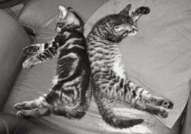 Photographie intitulée "Mes chats lorsqu'il…" par Marie Fav, Œuvre d'art originale, Photographie non manipulée