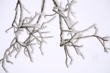 Photography titled "Branches japonisant…" by Marie Fav, Original Artwork, Non Manipulated Photography