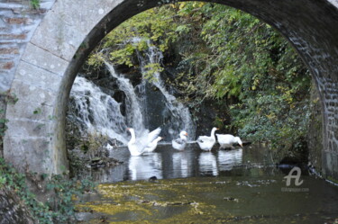 Photography titled "Les oies du barrage…" by Marie Fav, Original Artwork, Non Manipulated Photography