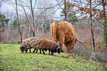 Photography titled "D'étranges animaux…" by Marie Fav, Original Artwork, Non Manipulated Photography