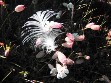 Photographie intitulée "Plume sur silène" par Marie-France Berthelé, Œuvre d'art originale, Photographie numérique