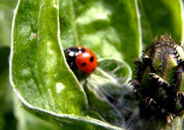 Fotografia intitolato "Coccinelle" da Marie-José Longuet, Opera d'arte originale, Fotografia digitale