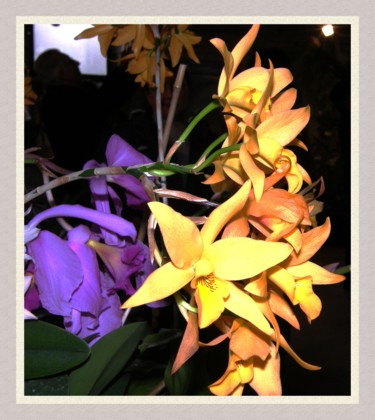 Fotografia intitulada "Orchidée" por Marie-José Longuet, Obras de arte originais, Fotografia digital