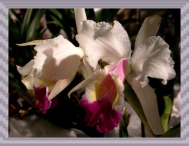 Fotografía titulada "Orchidée" por Marie-José Longuet, Obra de arte original, Fotografía digital