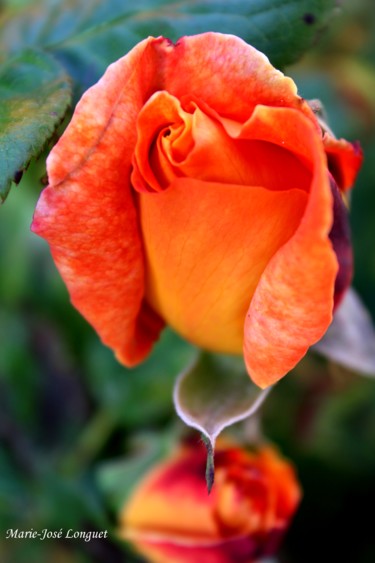 Photographie intitulée "Rose orange" par Marie-José Longuet, Œuvre d'art originale