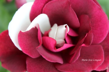 Photography titled "Vanille Fraise" by Marie-José Longuet, Original Artwork