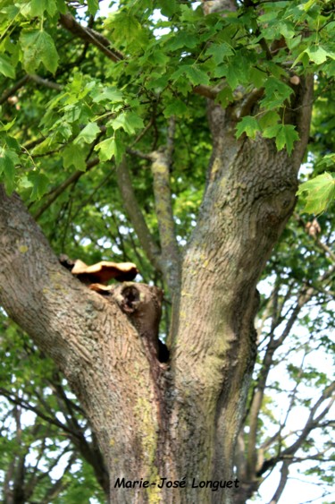 Photographie intitulée "Sur un arbre perché" par Marie-José Longuet, Œuvre d'art originale