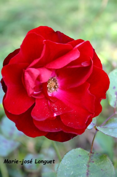 Photographie intitulée "Rose Rouge" par Marie-José Longuet, Œuvre d'art originale