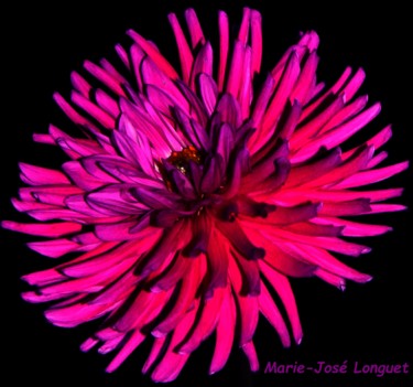 Photographie intitulée "Dahlia" par Marie-José Longuet, Œuvre d'art originale