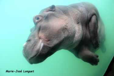 Arts numériques intitulée "Bébé hippopotame" par Marie-José Longuet, Œuvre d'art originale, Peinture numérique