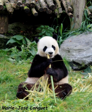 Photographie intitulée "Panda Géant" par Marie-José Longuet, Œuvre d'art originale
