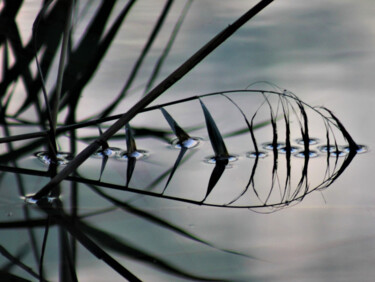 Photographie intitulée "Reflet de jonc" par Marie Marlène Mahalatchimy, Œuvre d'art originale, Photographie non manipulée