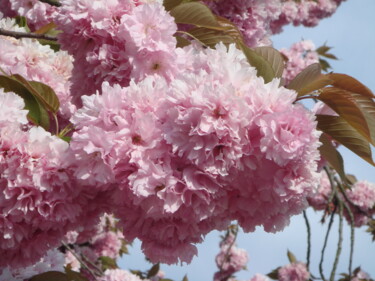 Fotografie mit dem Titel "Blütenzweig der Zie…" von Marie T., Original-Kunstwerk, Digitale Fotografie