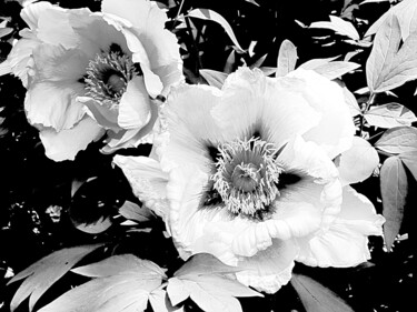 Photography titled "Zwei exotische Rose…" by Marie T., Original Artwork, Photo Montage