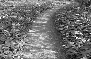Serpentine Photographie intitulée "Serpentine" par Marie Sienne, Œuvre d'art originale, Photographie non manipulée