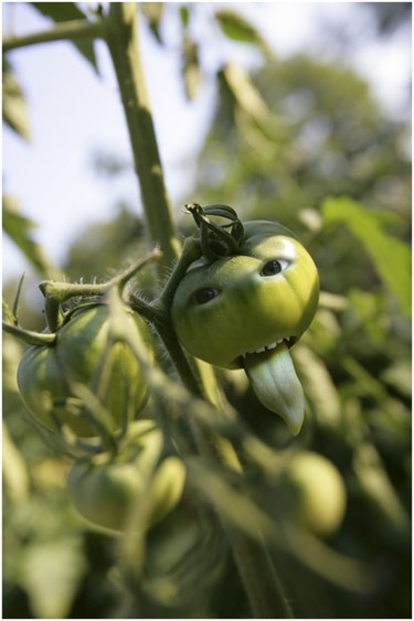 Arts numériques intitulée "La Tomate est de sa…" par Marie Vdb, Œuvre d'art originale