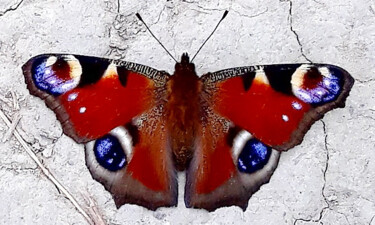 Fotografie getiteld "Nature, Butterfly,…" door Marija Sviličić, Origineel Kunstwerk, Niet gemanipuleerde fotografie