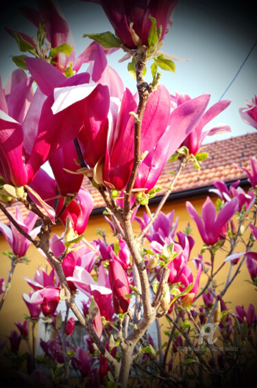 Photography titled "magnolija- proljetn…" by Marija Sviličić, Original Artwork