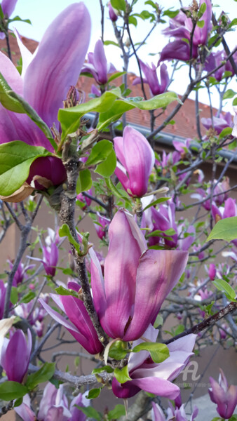 Photography titled "magnolija914.png" by Marija Sviličić, Original Artwork