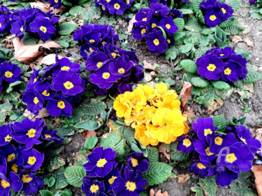 Photography titled "Photography spring…" by Marija Sviličić, Original Artwork, Digital Photography