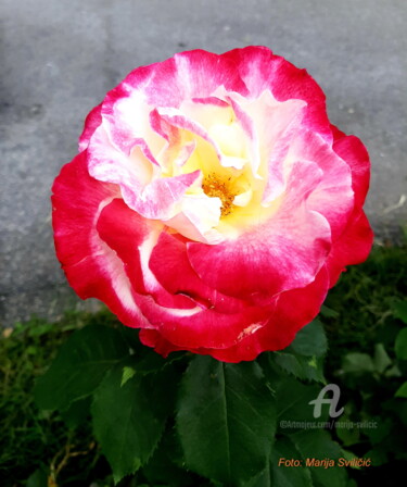 Fotografia intitulada "Fotografija: A rose…" por Marija Sviličić, Obras de arte originais, Fotografia digital