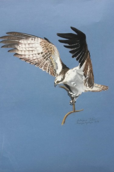 Painting titled "Rapace" by Marilyn Bourgois, Original Artwork