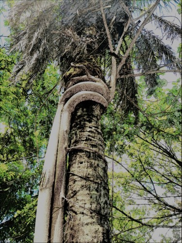 Artes digitais intitulada "Plant, tree,forest." por Plaline, Obras de arte originais, Pintura digital