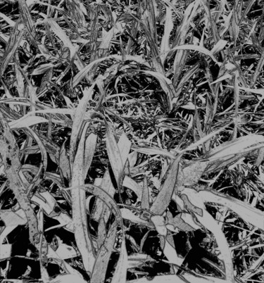 Arte digitale intitolato "Grass, plant." da Plaline, Opera d'arte originale, Fotomontaggio