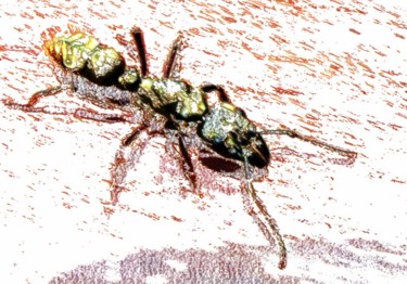 Digitale Kunst mit dem Titel "Ant, insect, bug" von Plaline, Original-Kunstwerk, Digitale Malerei