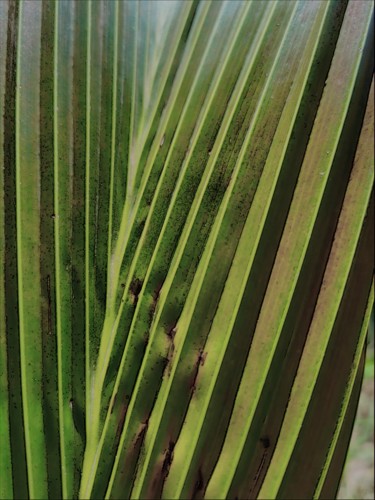 Arte digitale intitolato "Leaf, palm tree, na…" da Plaline, Opera d'arte originale, Fotomontaggio
