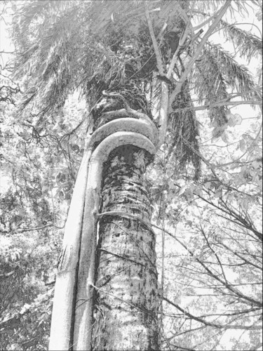 Fotografie getiteld "Palm tree, tree, wo…" door Plaline, Origineel Kunstwerk, Gemanipuleerde fotografie
