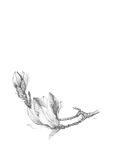 Рисунок под названием "Magnolia" - Marina Tereshkina, Подлинное произведение искусства, Чернила