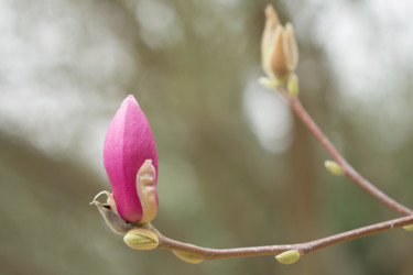 Photographie intitulée "Magnolia" par Marine Lacaton, Œuvre d'art originale, Photographie numérique