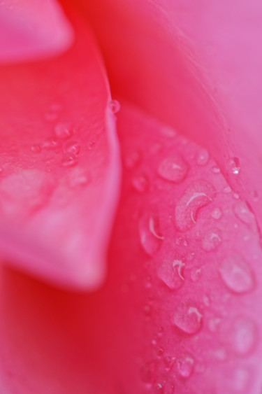 Photographie intitulée "Gouttes sur Rose" par Marine Lacaton, Œuvre d'art originale, Photographie numérique