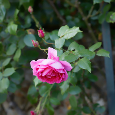 Photographie intitulée "Ouverture de Rose -…" par Marine Lacaton, Œuvre d'art originale, Photographie numérique