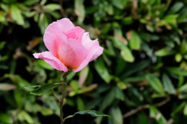 Photographie intitulée "Rose après la pluie…" par Marine Lacaton, Œuvre d'art originale, Photographie numérique