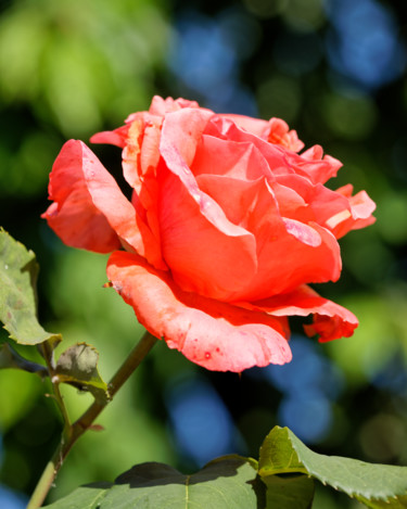 Photographie intitulée "Rose en lumière - 2…" par Marine Lacaton, Œuvre d'art originale, Photographie numérique